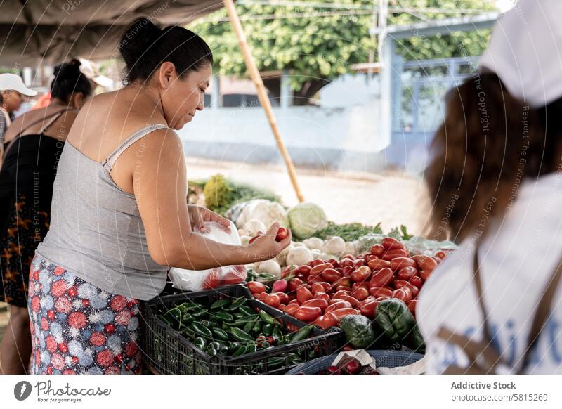 Eine erwachsene hispanische Frau wählt auf einem Straßenmarkt Tomaten aus Erwachsener Gemüse Lebensmittelgeschäft Markt auserwählend kaufen Landwirt Chili