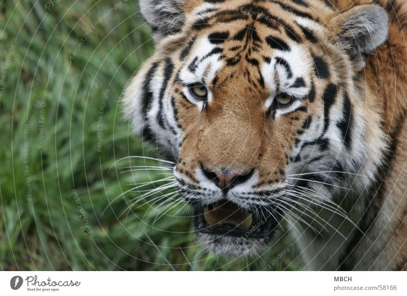 Lass mich in Ruhe! Tiger Tier Katze Raubkatze drohen Wildtier streifenmuster Blick agressiv