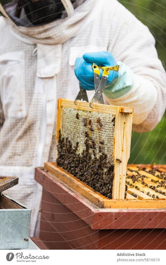 Anonymer Imker mit Honigwaben im Bienenstock Wabe Arbeit Bienenkorb Liebling Insekt Garten behüten Sommer professionell Gerät Tracht Landschaft Natur abholen