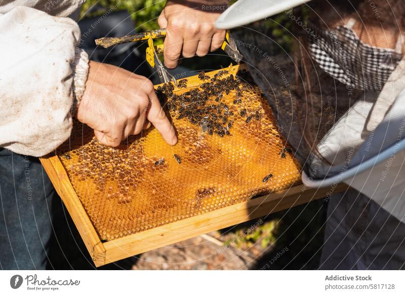 Imker bei der Arbeit im Bienenstock im Sommer Wabe Bienenkorb Liebling Zusammensein Garten Tracht Bienenzucht behüten Anzug sonnig professionell tagsüber Natur