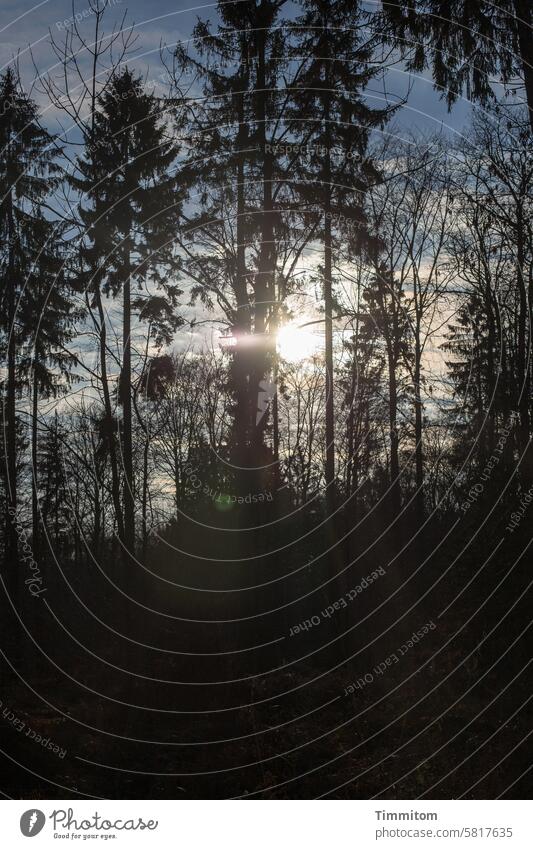 Abendsonne Sonne tiefstehend Bäume Wald Himmel Licht Lichterscheinung Schatten Natur Menschenleer Farbfoto Sonnenlicht Sonnenstrahlen Gegenlicht