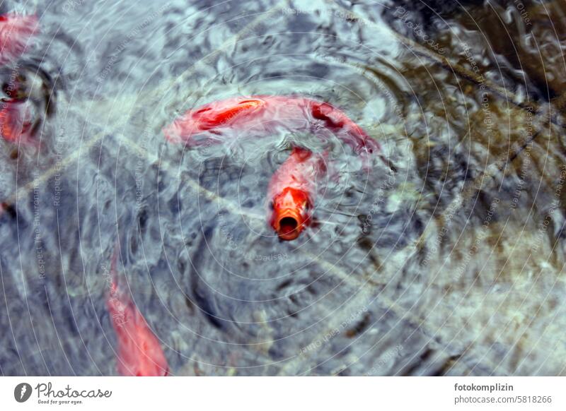 Goldfisch schnappt nach Luft Fisch Wasser Teich Wasseroberfläche Luft schnappen Goldfische Schwimmen & Baden garten Oberfläche schwimmen erschrecken anschauen