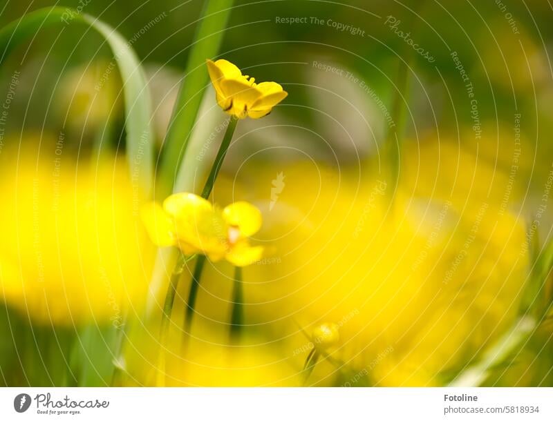 Der Hahnenfuß zeigt sich von seiner schönsten Seite. Blüte Blume Pflanze Natur gelb Wiese Frühling Blühend Farbfoto grün Schwache Tiefenschärfe Wildpflanze