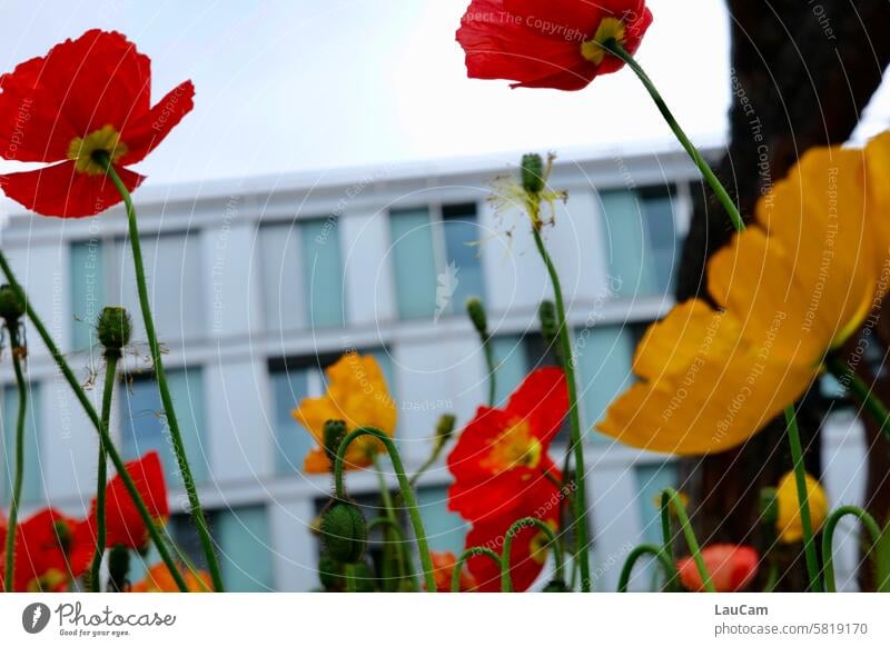 Blick aus dem Blumenbeet bunte Blumen Froschperspektive Blüte blühen blühend gelb rot Haus Pflanze Garten Frühling Sommer Natur sommerlich Wiesenblume