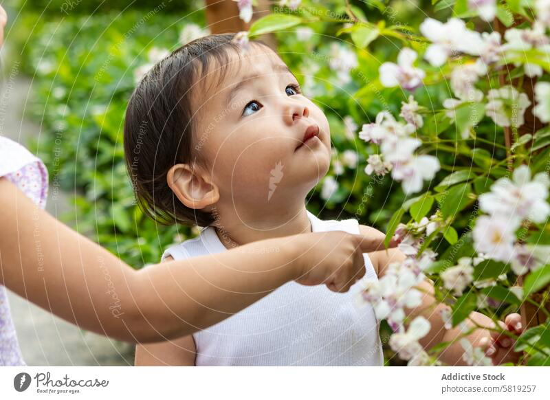 Neugieriges Kleinkind erkundet Blumen in einem Garten asiatisch Erkundung Kind Unschuld Natur im Freien Urlaub Europa reisen Familie Ausflug Blütezeit Frühling