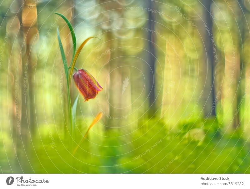 Vintage-Objektivfotografie einer Fritillaria lusitanica Blume altehrwürdig Linse Mai Bokeh Fotografie Detailaufnahme Pflanze Natur itim bildlich Szene