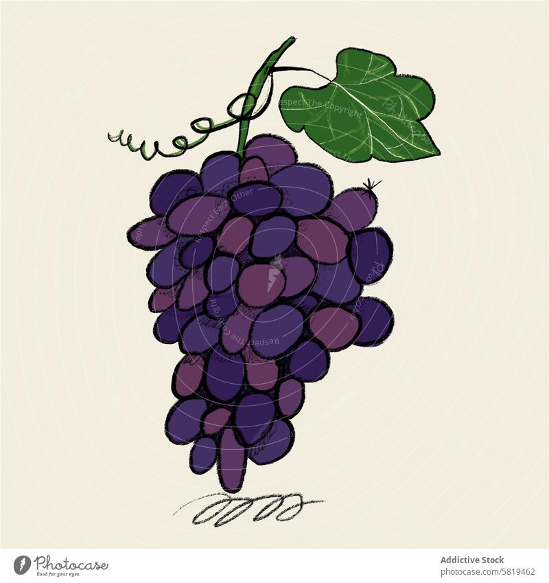 Illustration einer Traube violetter Weintrauben Grafik u. Illustration Haufen Frucht purpur Blatt handgezeichnet texturiert üppig (Wuchs) grün Vorbau Ranke