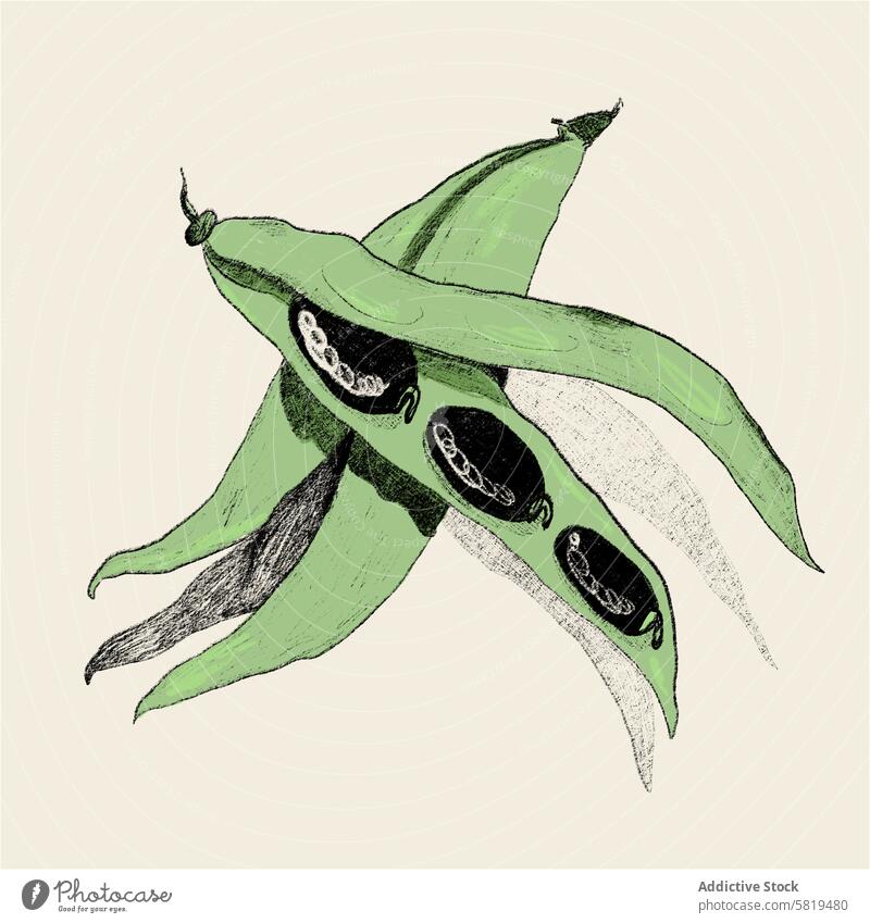 Illustration einer grünen Bohnenschote Grafik u. Illustration grüne Bohne Gemüse Hülse handgezeichnet künstlerisch Rendering texturiert Hintergrund Pflanze