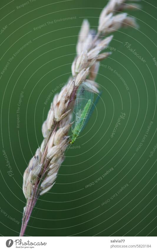 Florfliege sitzt auf einer vertrockneten Grasblüte Chrysopidae Goldauge Netzflügler grün klein Insekt Hintergrund neutral Makroaufnahme filigran Pflanze Natur