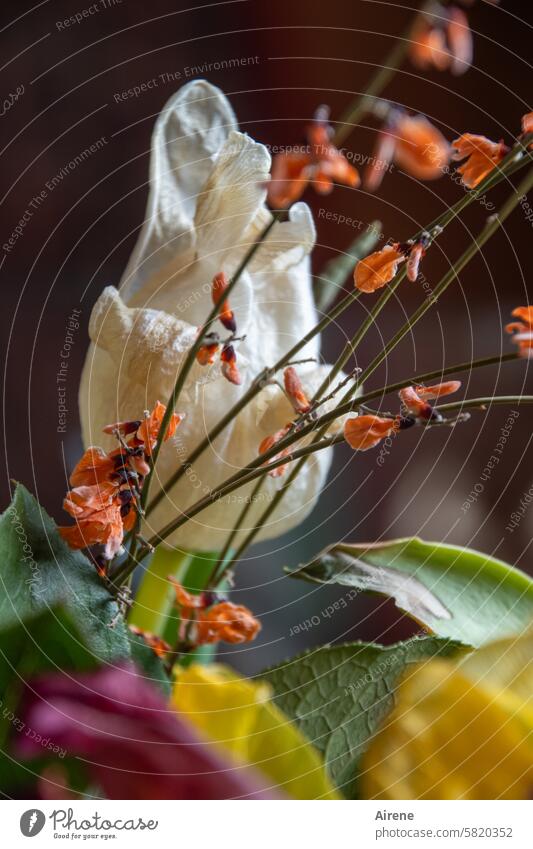 ausgefranst | und zerknautscht Blumenstrauß Schnittblume Tulpe Blühend Romantik ästhetisch Duft Blüte Nahaufnahme weiß blühen Zierblume blühend elegant welk