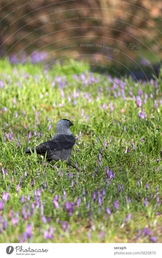 Dohle . laufen Ornithologie Vogel natürlich saisonbedingt Arten Waldgebiet Krähe Blume pendeln Talon Rasen Lebensraum wachsend Blütezeit Krokusse Saison