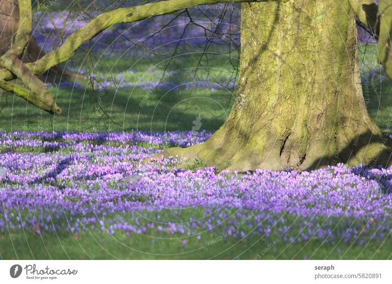 Alte Buche und blühende Krokusblüten natürlich saisonbedingt Arten Waldgebiet Blume Rasen wachsend knotig Blütezeit Krokusse Blütenblatt Saison duftend Safran