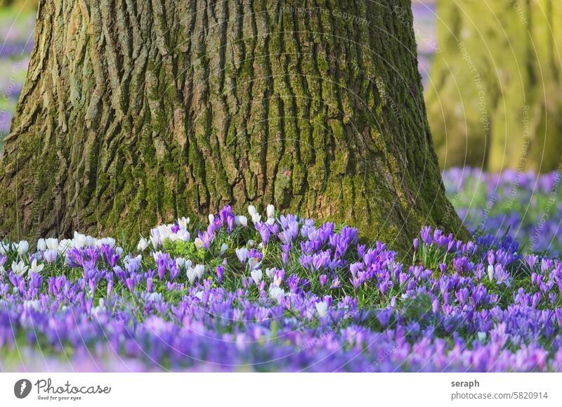 Krokusse und alte Eiche natürlich saisonbedingt Arten Waldgebiet Blume Rasen wachsend Blütezeit Blütenblatt Saison Natur duftend Safran Vorbau purpur Gras