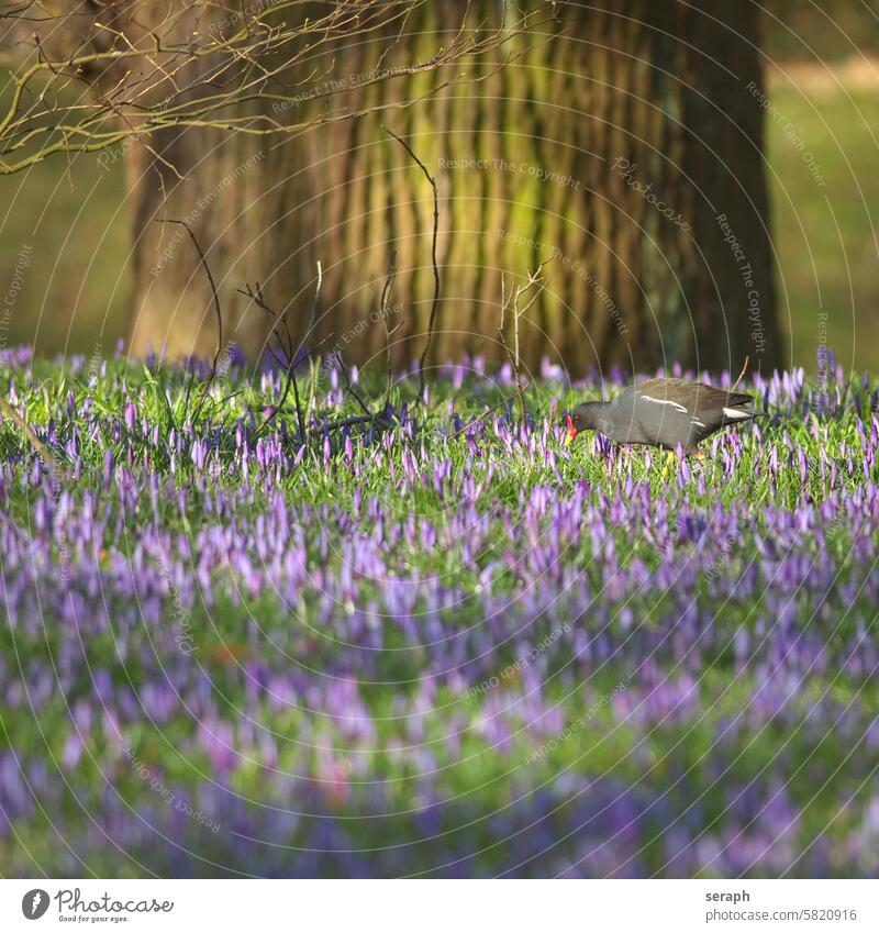 Teichhuhn beim Fressen zwischen wild blühenden Krokussen. natürlich saisonbedingt Arten Waldgebiet Blume Rasen wachsend Blütezeit Blütenblatt Saison duftend