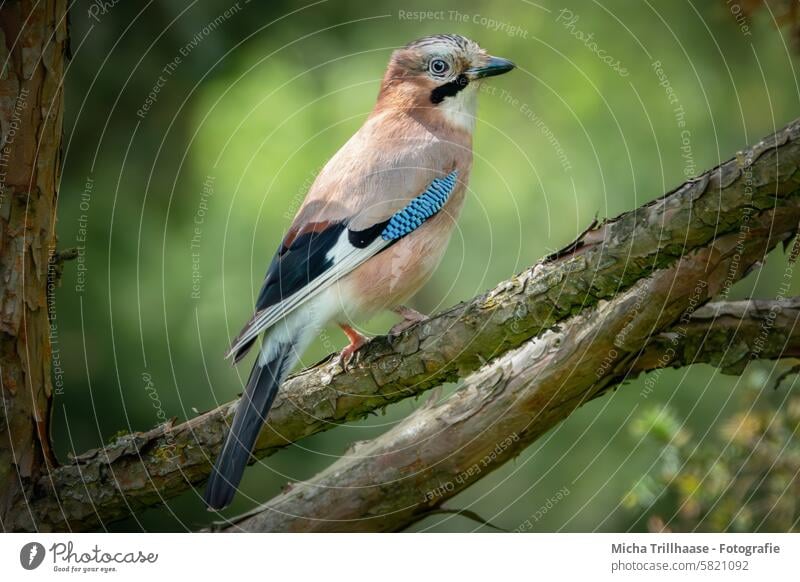 Eichelhäher im Baum Garrulus glandarius Tiergesicht Kopf Schnabel Auge Flügel Feder Krallen Gefieder gefiedert Vogel Zweige u. Äste Wildtier Blick Natur