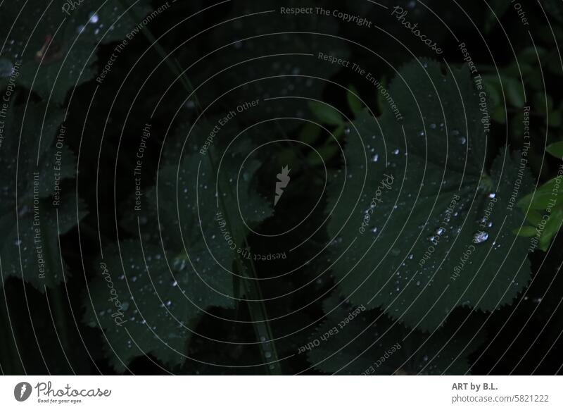 Frauenmantel abends nach dem Regen Pflanze Bodendecker Garten grün tegen regentropfen wassertropfen