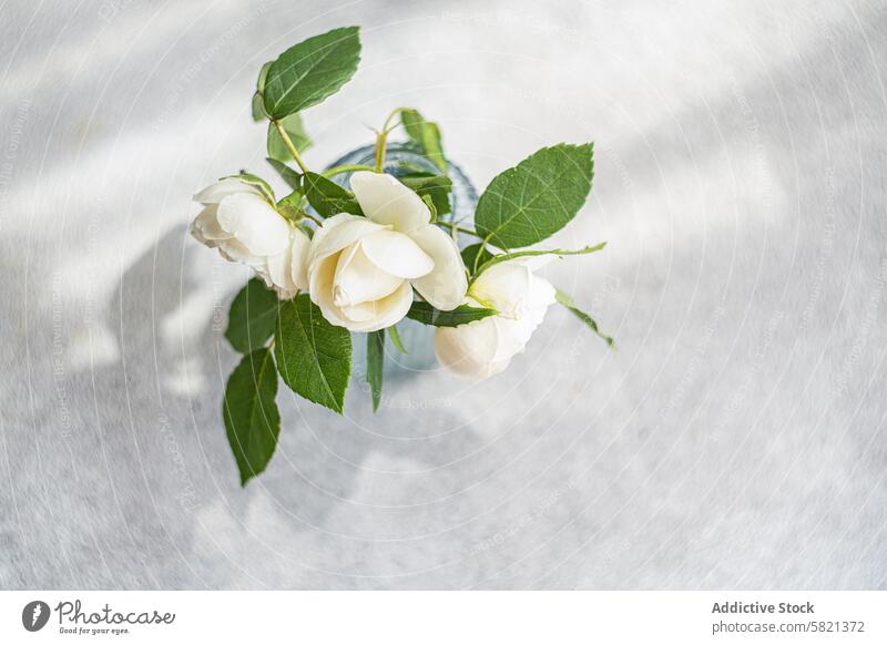 Weiße Rosen in blauer Vase auf strukturiertem Hintergrund Roséwein Glas weiß Blume Antenne Ansicht Textur Ordnung geblümt rein ruhig Blatt Blütenblatt Blütezeit