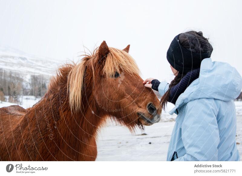 Sanfte Interaktion zwischen einer Frau und einem Pferd im verschneiten Island Schnee Landschaft Winter Braunes Pferd sanft berührend malerisch kalt Natur binden