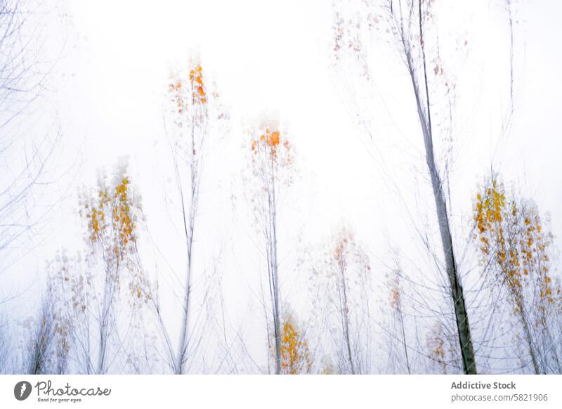 Ätherische Herbstbäume im nebligen Wald Natur Baum Nebel Gelassenheit traumhafte ätherisch karg Blätter dünn ruhig friedlich verhüllt Laubwerk Ast Waldgebiet