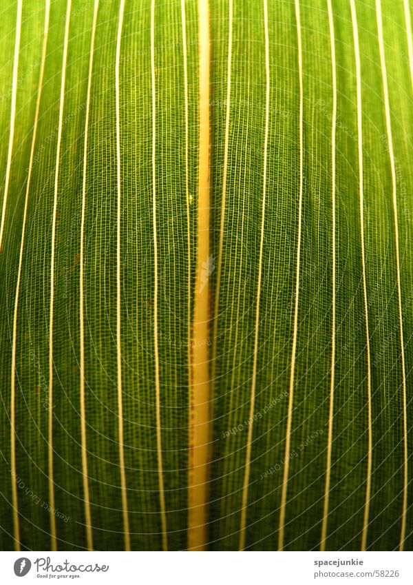 Blattstruktur grün gelb weiß Blattadern Makroaufnahme Bambusrohr Gefängniszelle