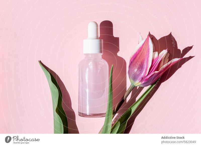 Gelassenes Schönheitsprodukt und Tulpe mit verspielten Schatten Produkt Hautpflege Serum Tropfflasche Sonne rosa Hintergrund filigran weich ruhig Einstellung