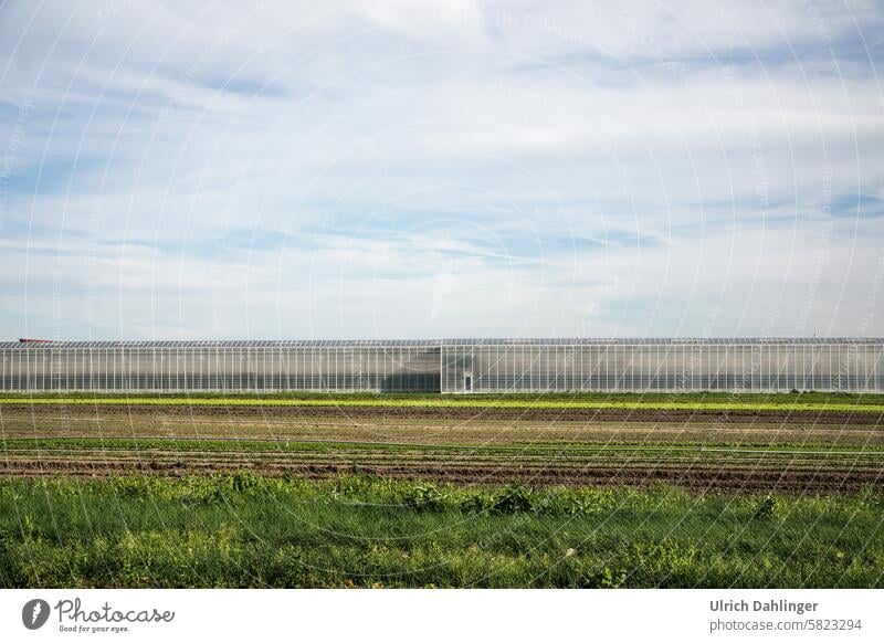 Gewächshaus vor grün/gelb/braunen Feldern mit blauem Himmel und weißen SchleieerwolkenGewächshaus Ackerbau Landwirtschaft Gemüse Lebensmittel Agrarindustrie