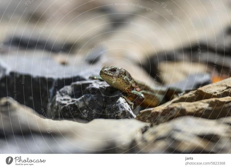 kleien Waldeidechse auf einem Steinweg Eidechse Weg Reptil Wildtier Tier Schuppen Menschenleer Natur scheu