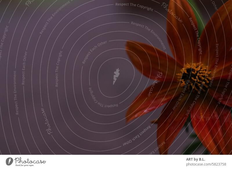 rechts im Bild blume blüte ausschnitt orange auggeblüht gelb textfreiraum