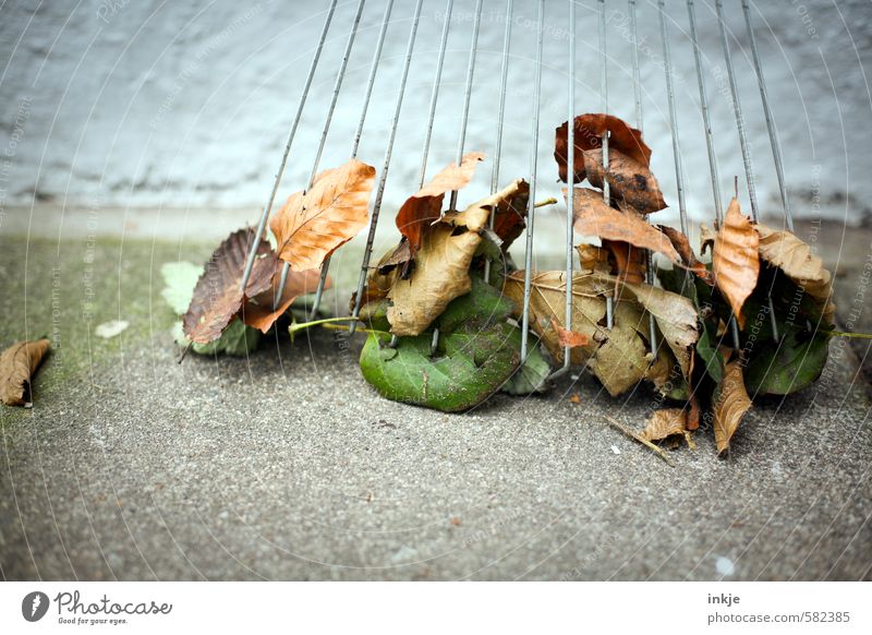 Herbstlaubreste Gartenarbeit Blatt Sauberkeit Gefühle fleißig Ordnungsliebe anstrengen Rechen Kehren Farbfoto mehrfarbig Außenaufnahme Nahaufnahme