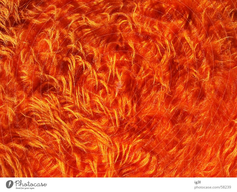 orangenwald Orange Fell dünn stachelig Richtung Verwirbelung chaotisch durcheinander mehrere unzählig rot Schutzschicht zudecken Physik Gefühle weich Eindruck