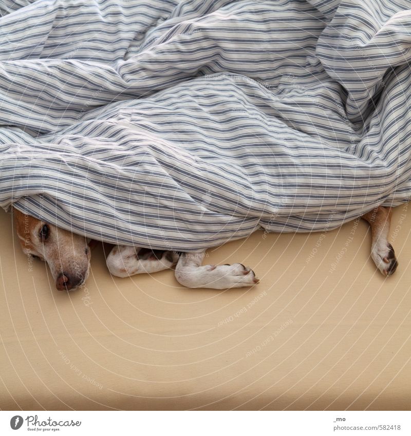 sundaymorning harmonisch Wohlgefühl ruhig Bett Schlafzimmer Tier Haustier Hund 1 Erholung schlafen niedlich Wärme Geborgenheit Warmherzigkeit Tierliebe