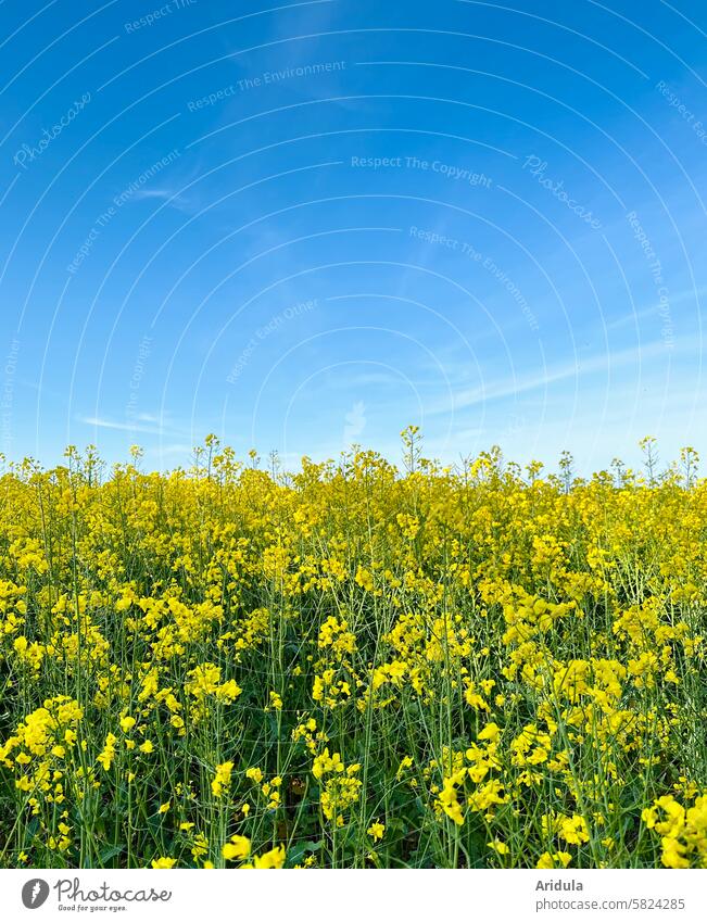 Rapsfeld unter blauem Himmel Rapsblüte Rapsfrld Blüte gelb Nutzpflanze Feld Landwirtschaft Rapsanbau Frühling Ackerbau Außenaufnahme Blauer Himmel Bienen