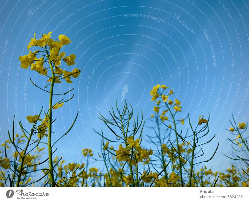 Rapsblüten vor blauem Himmel Rapsfeld Rapsfrld Blüte gelb Nutzpflanze Feld Landwirtschaft Rapsanbau Frühling Ackerbau Außenaufnahme Froschperspektive Stängel