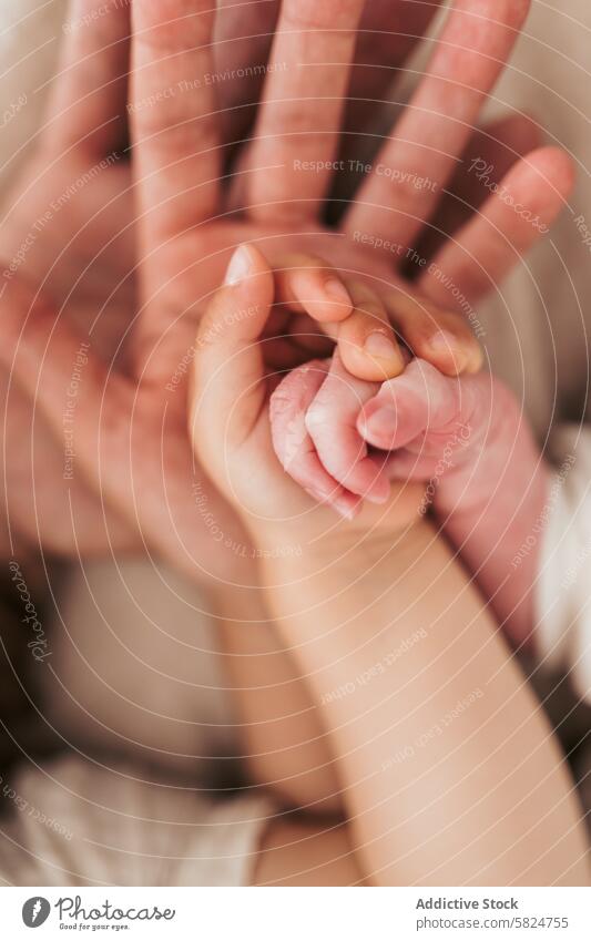 Zärtlicher Moment zwischen Eltern und Babyhand Hand Finger berühren Halt Vertrauen Liebe binden Pflege Haut Nahaufnahme menschliche Verbindung Familie Säugling