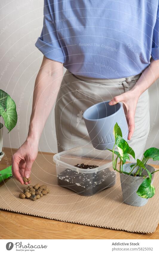 Gärtnern im Haus: Frau pflanzt Zimmerpflanze zu Hause um im Innenbereich Gartenarbeit Wiederbepflanzung heimwärts Gartenbau Pflanze Topf Tischplatte Pflege