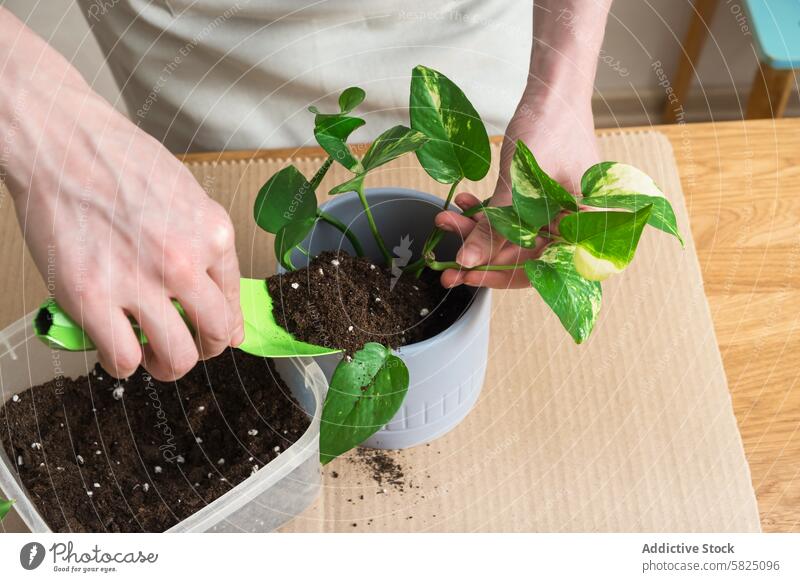 Frau verpflanzt Zimmerpflanze in Topf zu Hause Verpflanzung heimwärts im Innenbereich Gartenarbeit Hobby Aktivität grün Boden schaufeln Pflege Laubwerk Wachstum