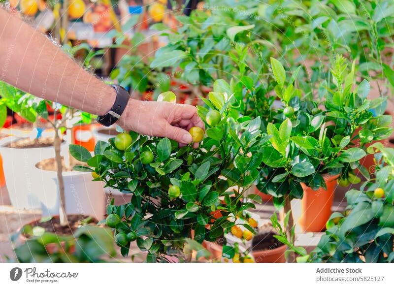 Mann erntet kleine, unreife Orangen in einer sonnigen Gärtnerei Hand Zitrusfrüchte orange Garten Kinderzimmer Pflanze grün Blatt Baum Ackerbau Bodenbearbeitung