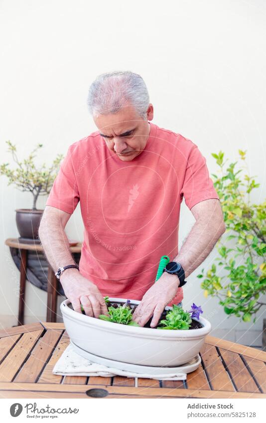 Älterer Mann pflanzt Kräuter in einem Behälter auf einem Tisch im Freien Senior Gartenarbeit Hobby Pflanze Container hölzern Fokus Bodenbearbeitung Kraut