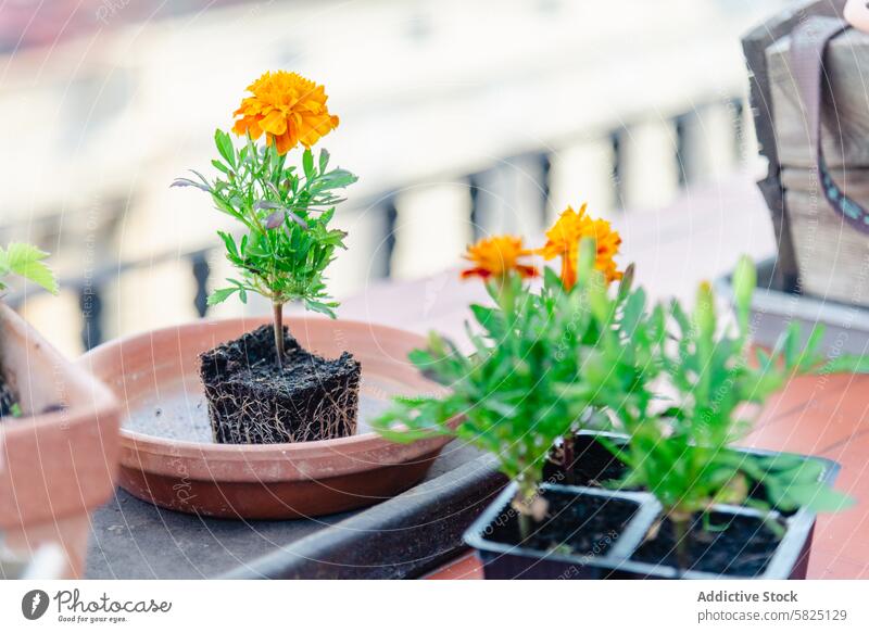 Lebendige Ringelblumen in Töpfen auf dem Balkon, bereit zum Einpflanzen Pflanze Blume Topf Boden Wurzel Garten Sonnenlicht im Freien orange grün Blatt wachsen
