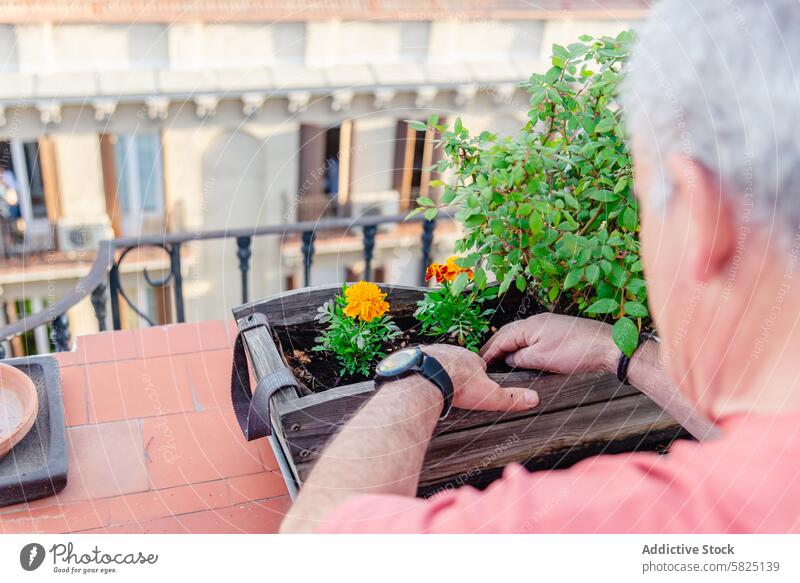 Älterer Mann pflanzt Blumen in einem Balkongarten Senior Bepflanzung Garten Ackerbau Ringelblume hölzern Pflanzer urban im Freien Freizeit Aktivität