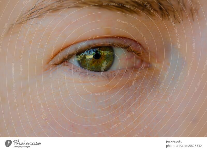 sprichwörtlich | ganz Auge sein Blick Pupille Wimpern Regenbogenhaut Detailaufnahme Sinnesorgane Sehvermögen Haut Mensch Augenbraue weiblich Augenfarbe Linse