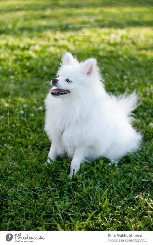 Schnappschuss eines weißen Spitzhundes oder Welpen auf grünem Rasen im Park mit Blick zur Seite Hund Tier Porträt Haustier niedlich Säugetier Reinrassig