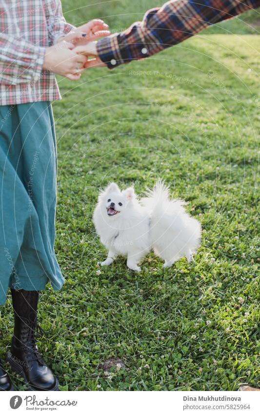 Schnappschuss eines weißen Spitzhundes oder Welpen auf grünem Rasen im Park, der unerkennbare Menschen anschaut Hund Tier Porträt Haustier niedlich Säugetier