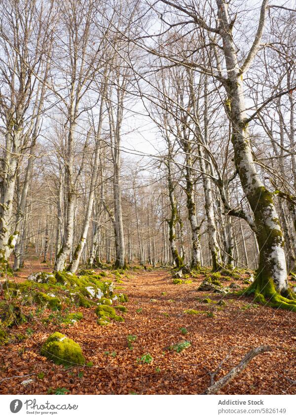 Herbstwald mit kahlen Bäumen und trockenen Blättern Wald trocknen unverhüllt Natur Gelassenheit ruhig Waldgebiet laublos Boden Flora im Freien saisonbedingt