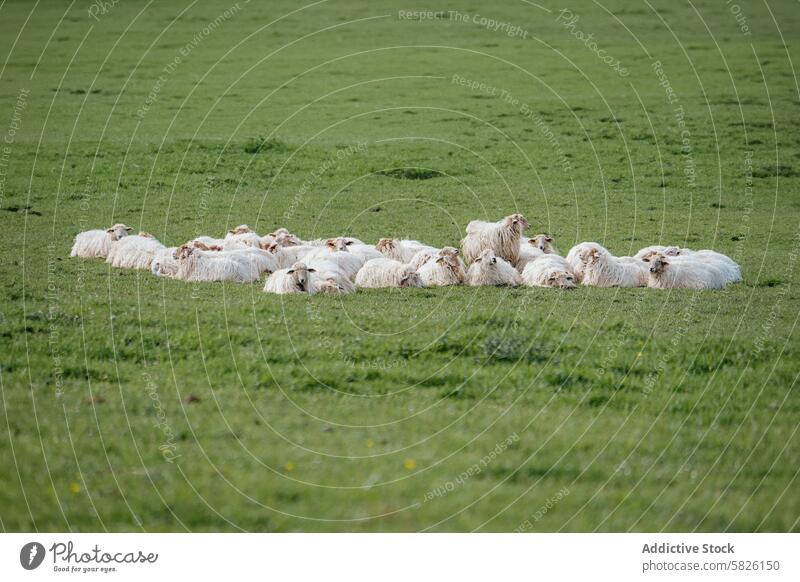 Schafherde, die auf einer grünen Wiese ruht Schwarm aussruhen Feld Gras Herde wollig Nutztier Ackerbau ländlich Landschaft Viehbestand Natur im Freien pastoral