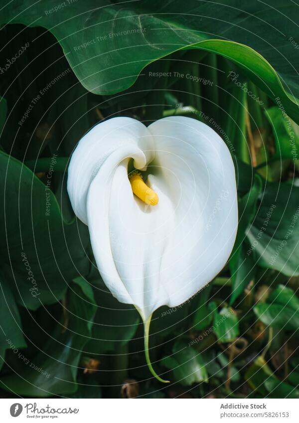 Elegante weiße Calla-Lilie in üppigem grünen Laub weiße Blume gelber Spruch grüne Blätter Pflanze Natur botanisch Eleganz geblümt Garten Blütezeit pulsierend