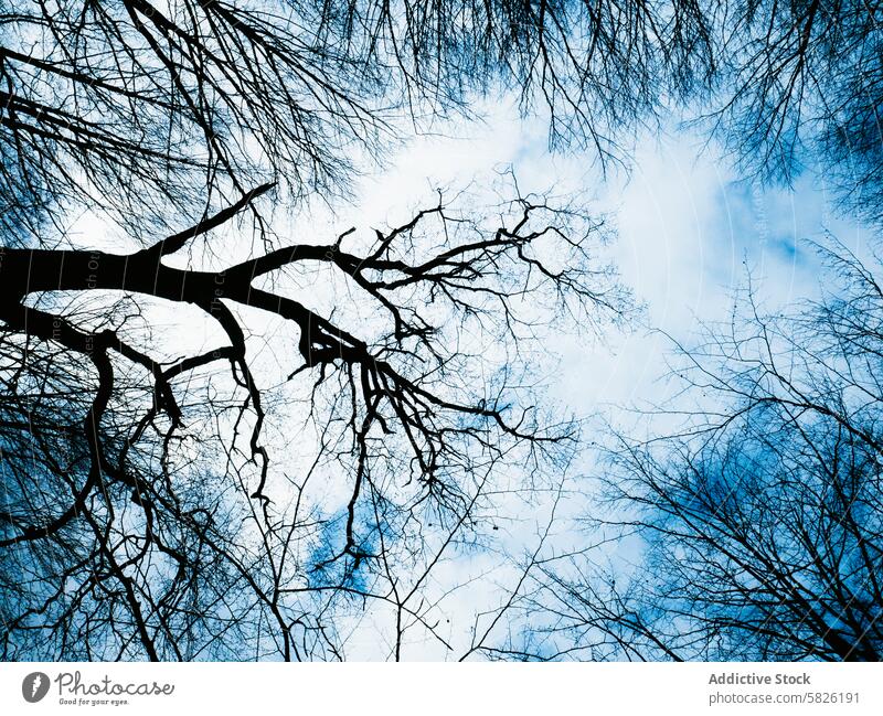 Silhouettierte Baumzweige gegen einen klaren Himmel Ast Silhouette Natur Gelassenheit Windstille Schönheit aufwärts Ansicht hell Cloud Nieten blau im Freien