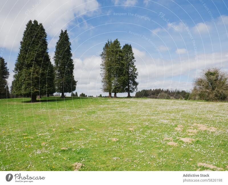 Wiese mit Wildblumen und Nadelbäumen unter bewölktem Himmel Landschaft Nadelbaum bewölkter Himmel Natur Gelassenheit grün üppig (Wuchs) Feld im Freien Flora