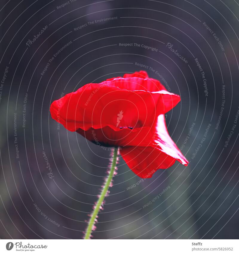 der Mohn am Montag mit Schwung Mohnblüte Blume Blüte rot schwungvoll roter Mohn Wiesenblume Mohntag Mo(h)ntag Mohnblume Farbtupfer Blütenblätter lebhaft