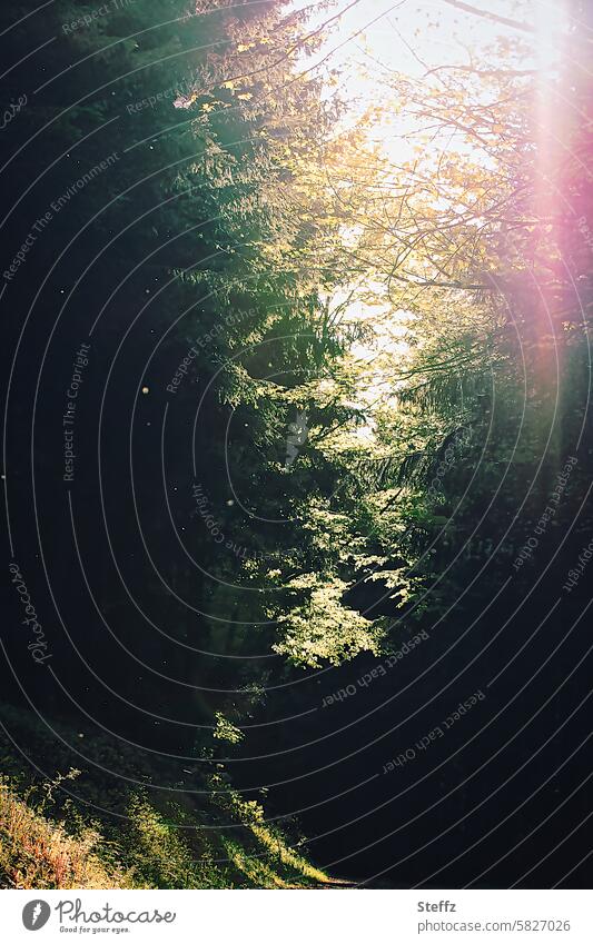 Licht im dunklen Wald Lichteinfall verzaubert geheimnisvoll Schatten Ruhe ruhig Waldspaziergang Dunkelheit Sonnenlicht Lichtstrahl grün dunkel düster